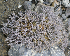 Lignocarpa carnosula