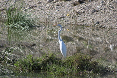 Ardea alba