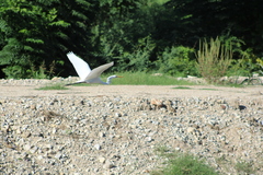 Ardea alba