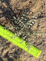 Astragalus aridus