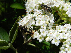Sericomyia lata