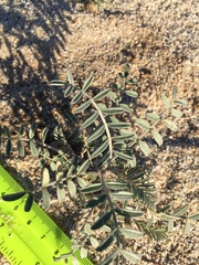 Astragalus aridus
