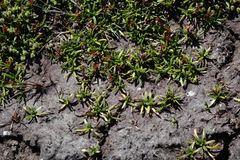 Abrotanella caespitosa