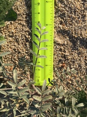 Astragalus aridus