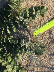 Astragalus aridus