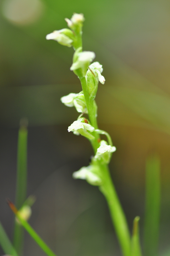 Platanthera exelliana