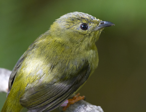 Golden-collared Manakin
