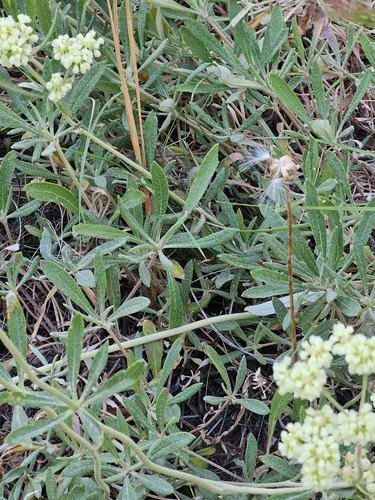 parsnipflower buckwheat