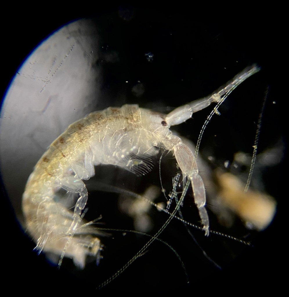 Corophiidae from Japonski Island, Sitka, AK, US on July 14, 2023 at 01