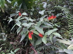 Psammisia ecuadorensis