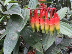 Psammisia ecuadorensis