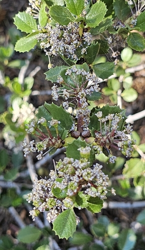 Image of Ceanothus pinetorum by (c) Chris Winchell, some rights reserved (CC BY)