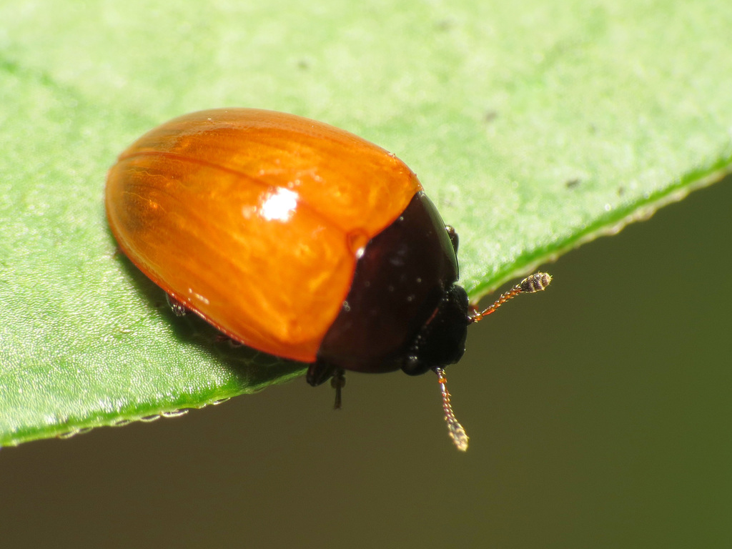 Rotitma