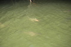 Rhinoptera steindachneri