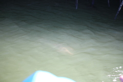 Rhinoptera steindachneri