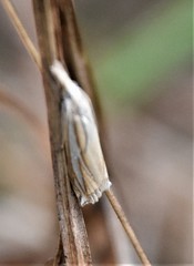 Crambus satrapellus