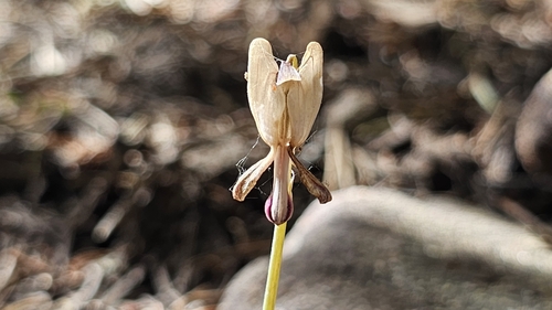 Image of Dicentra pauciflora by (c) Chris Winchell, some rights reserved (CC BY)
