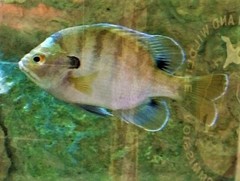 Lepomis macrochirus purpurascens