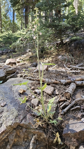 Image of Delphinium inopinum by (c) Chris Winchell, some rights reserved (CC BY)
