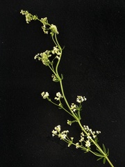 Galium mollugo