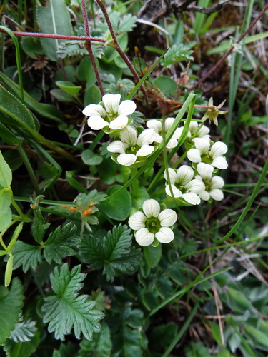 Parnassia pusilla