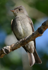 Western Wood-Pewee photo 5