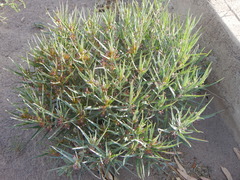 Asclepias brachystephana