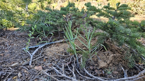 Fritillaria pinetorum, photograph 6