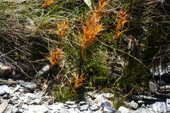 Aciphylla pinnatifida
