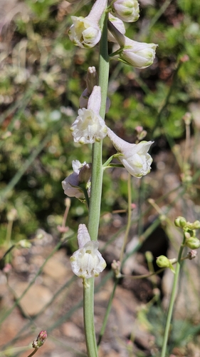 Image of Delphinium inopinum by (c) Chris Winchell, some rights reserved (CC BY)