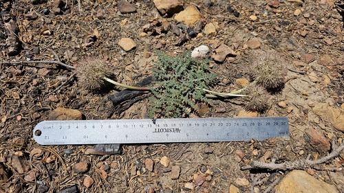 Image of Oreonana purpurascens by (c) Chris Winchell, some rights reserved (CC BY)