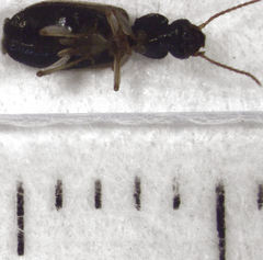 Anomotarus variegatus