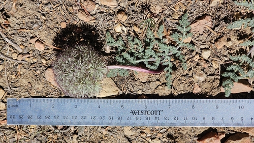 Image of Oreonana purpurascens by (c) Chris Winchell, some rights reserved (CC BY)