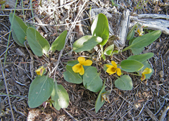 Viola vallicola