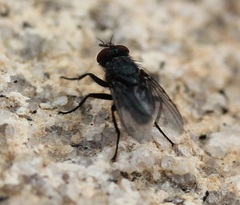 Calliphora terraenovae