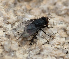 Calliphora terraenovae