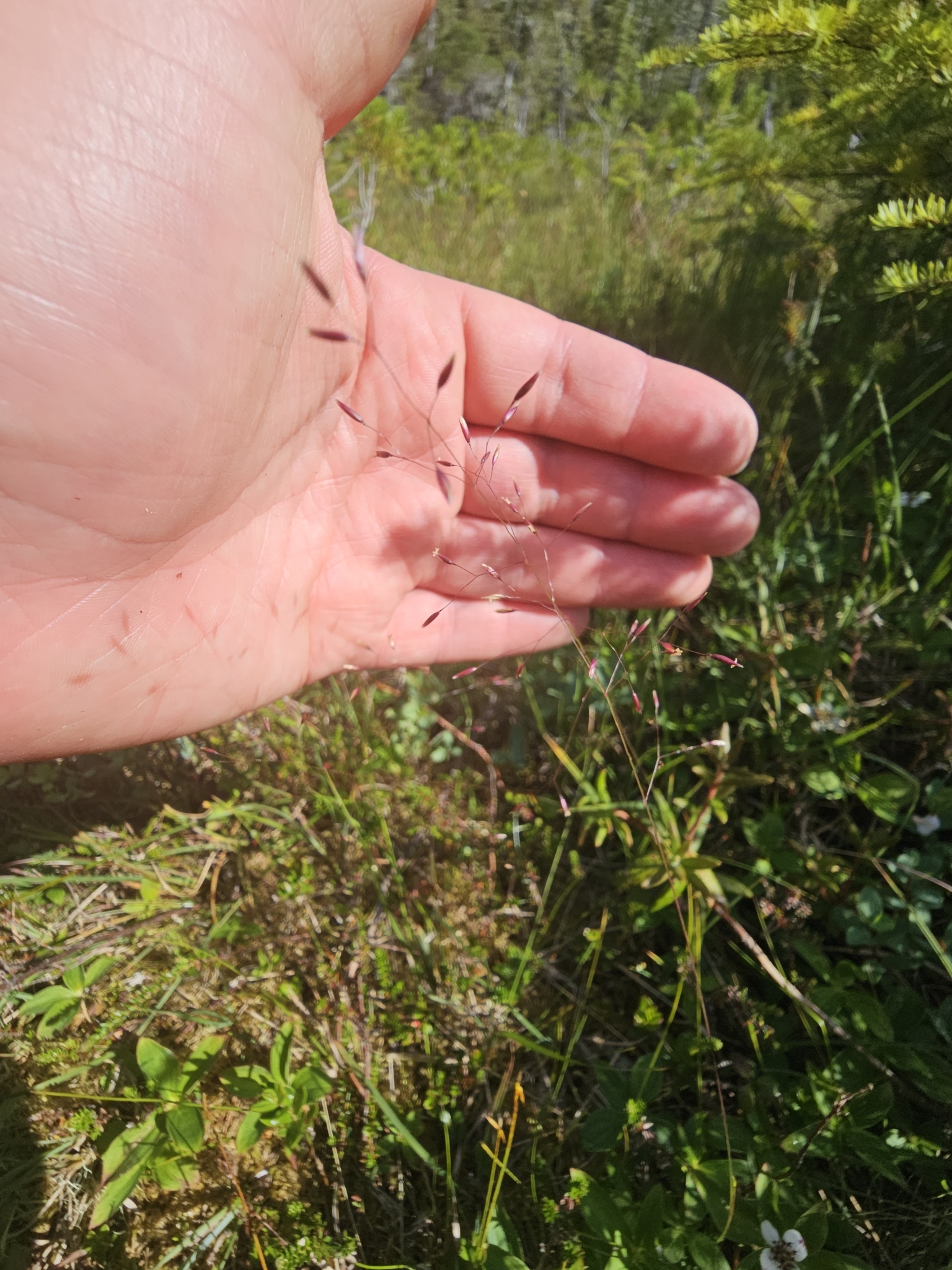 Podagrostis aequivalvis