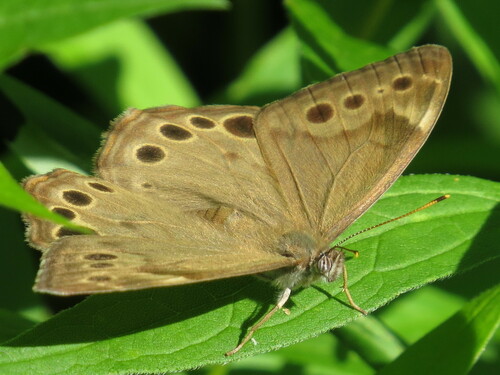 Northern Pearly-eye, Lennox and Addington County, ON, Canada, photo 8 of 10