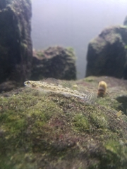 Etheostoma chlorosoma