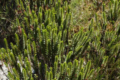 Veronica pauciramosa