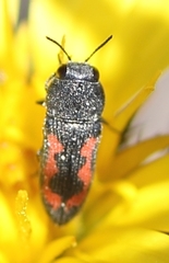 Acmaeodera karooana