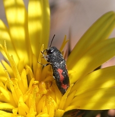 Acmaeodera karooana