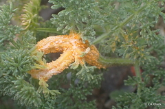 Puccinia asperior