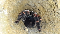 Megaphobema mesomelas