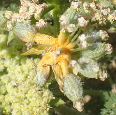 Puccinia asperior