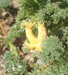 Puccinia asperior
