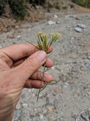 Porophyllum confertum