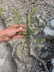 Porophyllum confertum