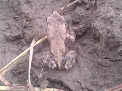 Chirinda Toad photo 2