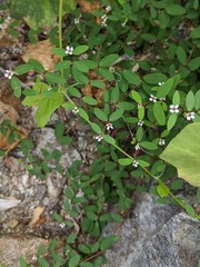 Euphorbia cerralvensis
